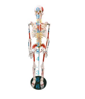 Bộ xương người có đĩa đệm và dây thần kinh cột sống