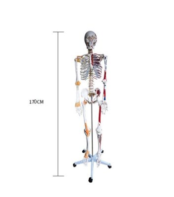 Mô hình bộ xương cao 170cm có điểm bám gân cơ