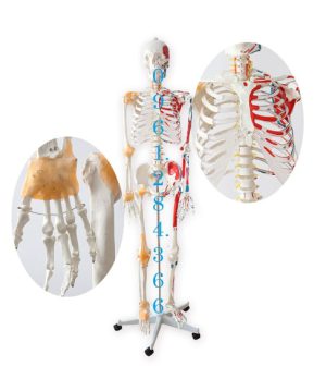 Mô hình bộ xương cao 170 cm có điểm bám gân cơ
