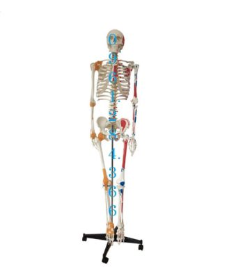 Mô hình bộ xương cao 170cm có điểm bám gân cơ