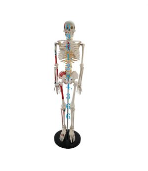 Mô hình bộ xương người 85cm