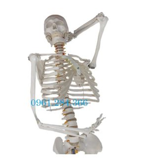 Mô hình bộ xương người hoàn chỉnh