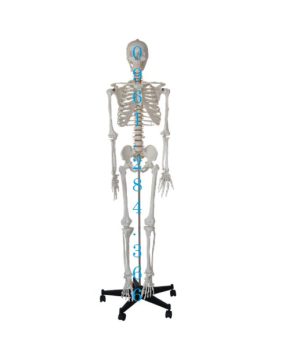 Mô hình bộ xương người hoàn chỉnh