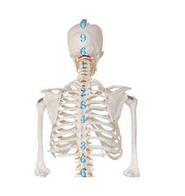 Mô hình Bộ xương