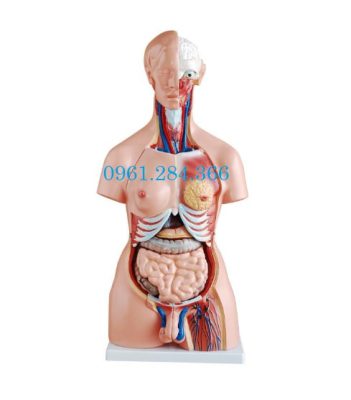Mô hình giải phẫu bán thân 20 phần Mô hình cấu tạo cơ thể người 85cm