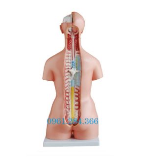 Mô hình giải phẫu cơ thể người 85 cm