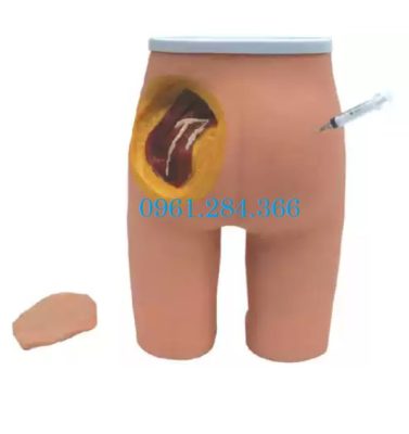 Mô hình tiêm bắp mông