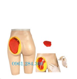 Mô hình tiêm bắp mông