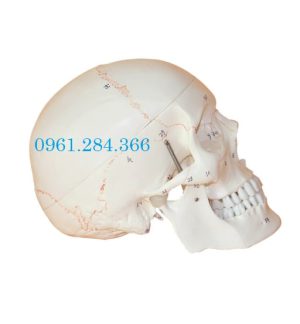Mô hình xương hộp sọ